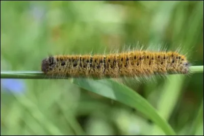 Cette photo montre une chenille processionnaire.