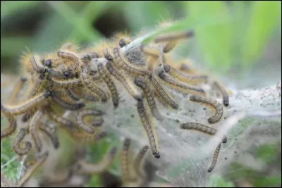 Cette photo montre un nid de processionnaires du ch&ecirc;ne.