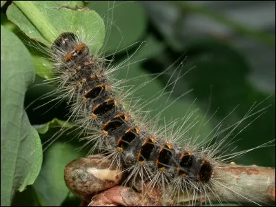 Cette photo montre une chenille processionnaire du ch&ecirc;ne.