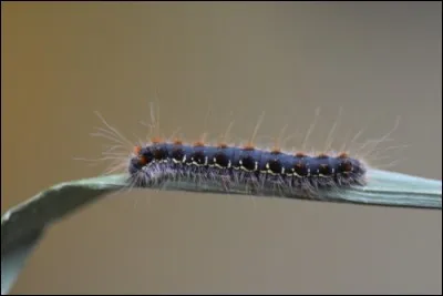 Cette photo montre une chenille processionnaire.