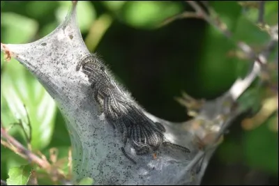 Cette photo montre un nid de chenilles processionnaires.