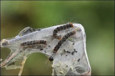 Cette photo montre un nid de chenilles processionnaires.