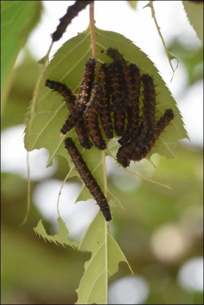 Cette photo montre un nid de chenilles processionnaires.