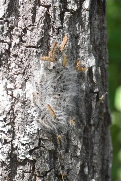 Cette photo montre des chenilles processionnaires du ch&ecirc;ne.