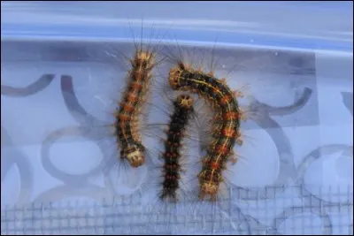 Cette photo montre 3 chenilles processionnaires.