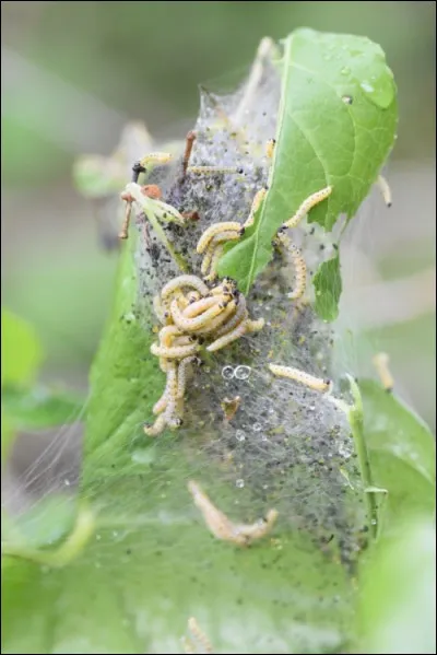 Cette photo montre un nid de processionnaires.