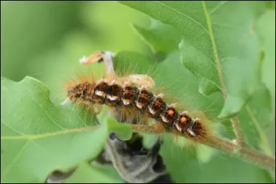 Cette photo montre une chenille processionnaire du pin.