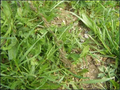 Cette photo montre des chenilles processionnaires lors de leur procession.
