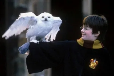 Quel est le nom de la chouette de Harry ?