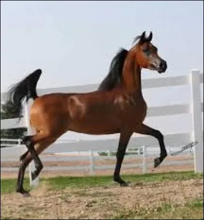 Quel est le race de ce cheval ?