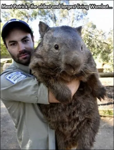 Que voilà une bonne grosse jolie bête, qui est en moyenne plus petite de taille que cela. De quoi s'agit-il ?