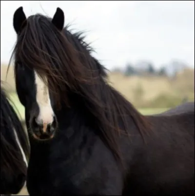 LaPassionnee. Parmi ces races de chevaux, laquelle n'existe pas ?