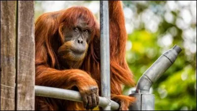 L'Orang-outang le plus âgé du monde est décédé dans un zoo australien le 18 juin 2018. Quel âge avait-il ?
