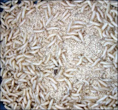 Les asticots deviennent des mouches.