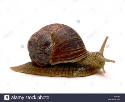 Les escargots deviennent des vers de terre.