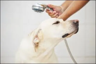 Les chiens n'aiment pas la douche.