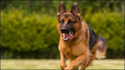 Les chiens qui courent le plus vite, peuvent courir jusqu'à 63 km/h.