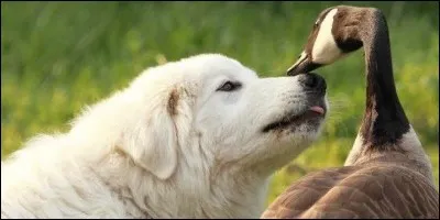 Les chiens, dans la nature, adoptent un langage qui permet d'attirer les oiseaux, ainsi ils peuvent les manger.