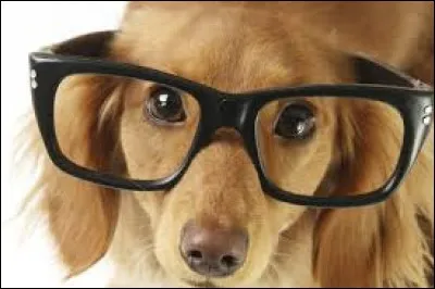 Les chiens peuvent comprendre entre 50 et 100 mots.