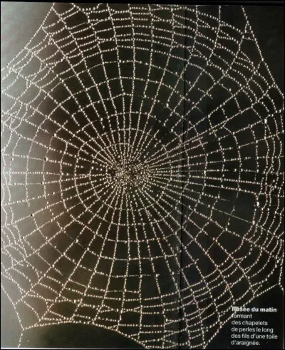 Quel mot indique aussi bien le vaste monde d'Internet que la toile d'araignée ?