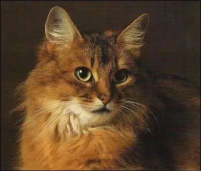 Sur la photo, indique à quelle race ce chat appartient-il ?