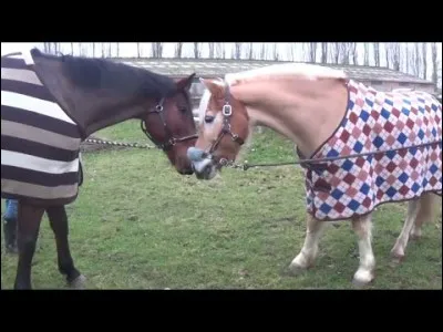 Qui sont ces deux chevaux ?