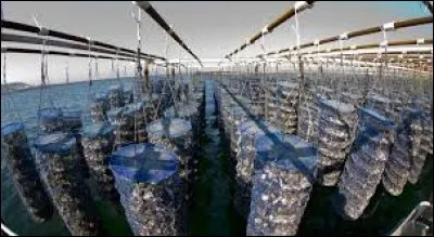 Comment appelle-t-on un &eacute;leveur de coquillages ?