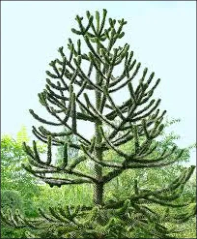 Quel est le nom de cet arbre ?