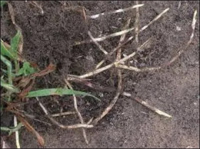 Comment orthographie-t-on le mot suivant ?