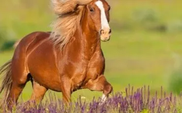 Quiz Galop 1