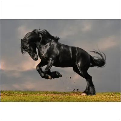 Quelle est la robe de ce cheval ?