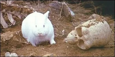 On peut voir le lapin gardien de la caverne de Caerbannog dans le film :