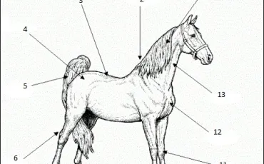 Quiz Galop 1