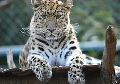 L'animal qui te décrit le mieux est...