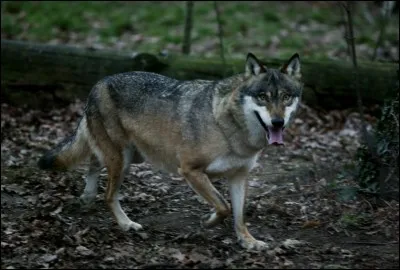 Le loup chasse :