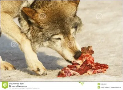 Combien de temps un loup peut-il rester sans manger ?