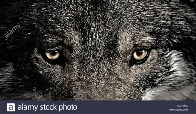 Comment appelle-t-on le "chef" de la meute ?