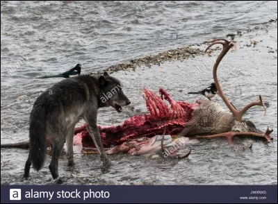Comment le loup dominant (le "chef ") marque-t-il son morceau de viande ?(pour ne pas que les autres le lui vole)