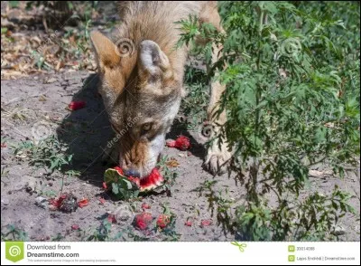 Les loups mangent en priorité :