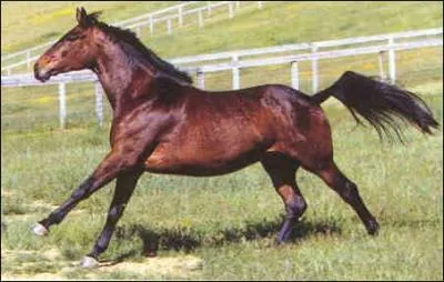 Quelle est cette robe ?