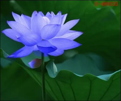 Comment se nommait le peuple qui mangeait les lotus ?