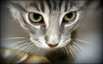 Tu trouves un animal blessé en marchant dans un chemin. Tu te rends compte que c'est le chat du voisin que tu détestes. Que fais-tu ?