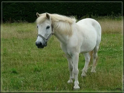 Comment s'appelle un grand poney (qui reste un poney) ?