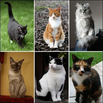 On compte combien de races de chat ?