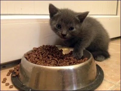 Comment appelle-t-on les chats gris ?