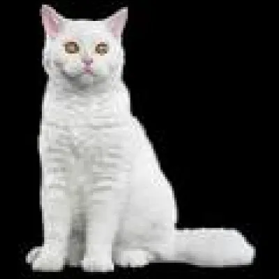 Comment appelle-t-on cette race de chat ?