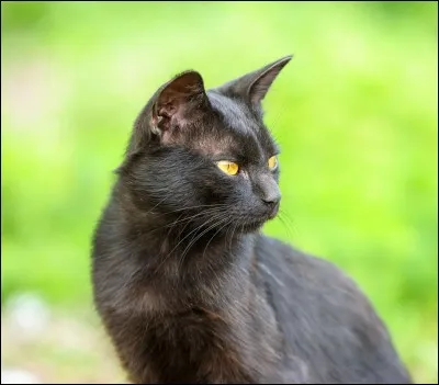 Que faisions-nous au Moyen Âge avec les chats noirs ?