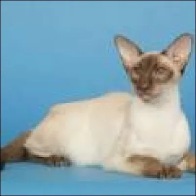 Quelle est cette race ?