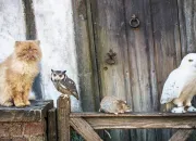 Test Quelle est ta maison � Poudlard ?