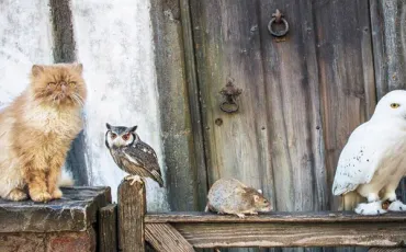 Quiz Test de personnalit�